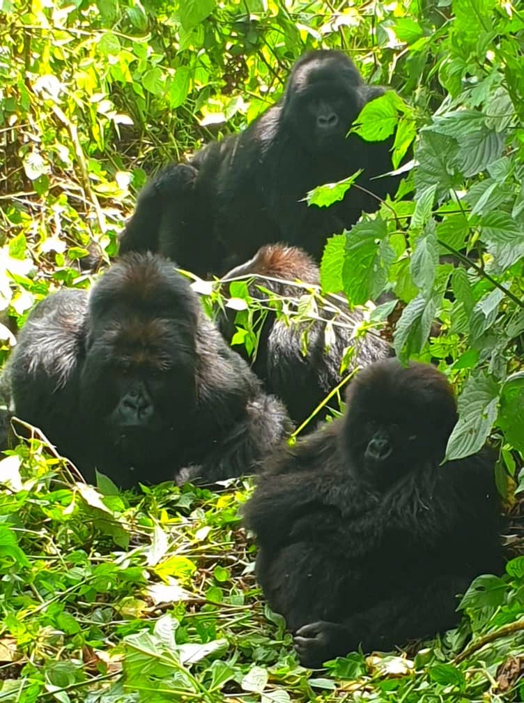 gorilla trek Virunga National Park