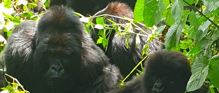 gorilla trek Virunga National Park