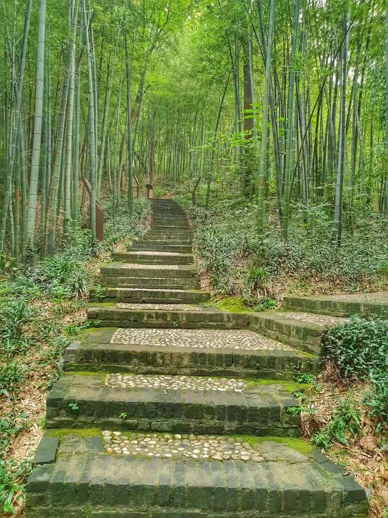 Zhenjiang bamboo forest