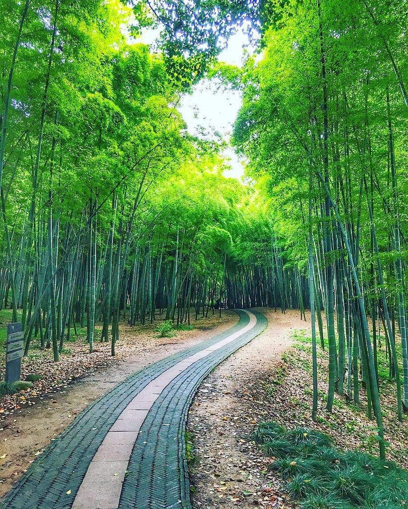 Bamboo forest Suzhou, China