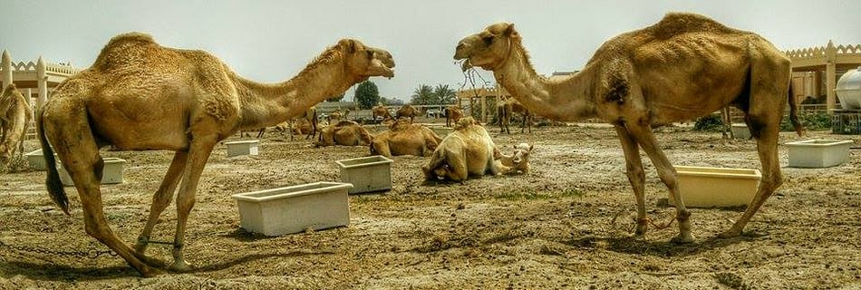 Bahrain-camel-farm